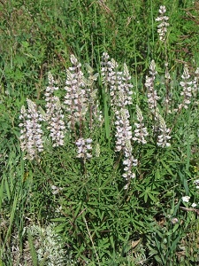 Lupinus argenteus ssp. ingratus